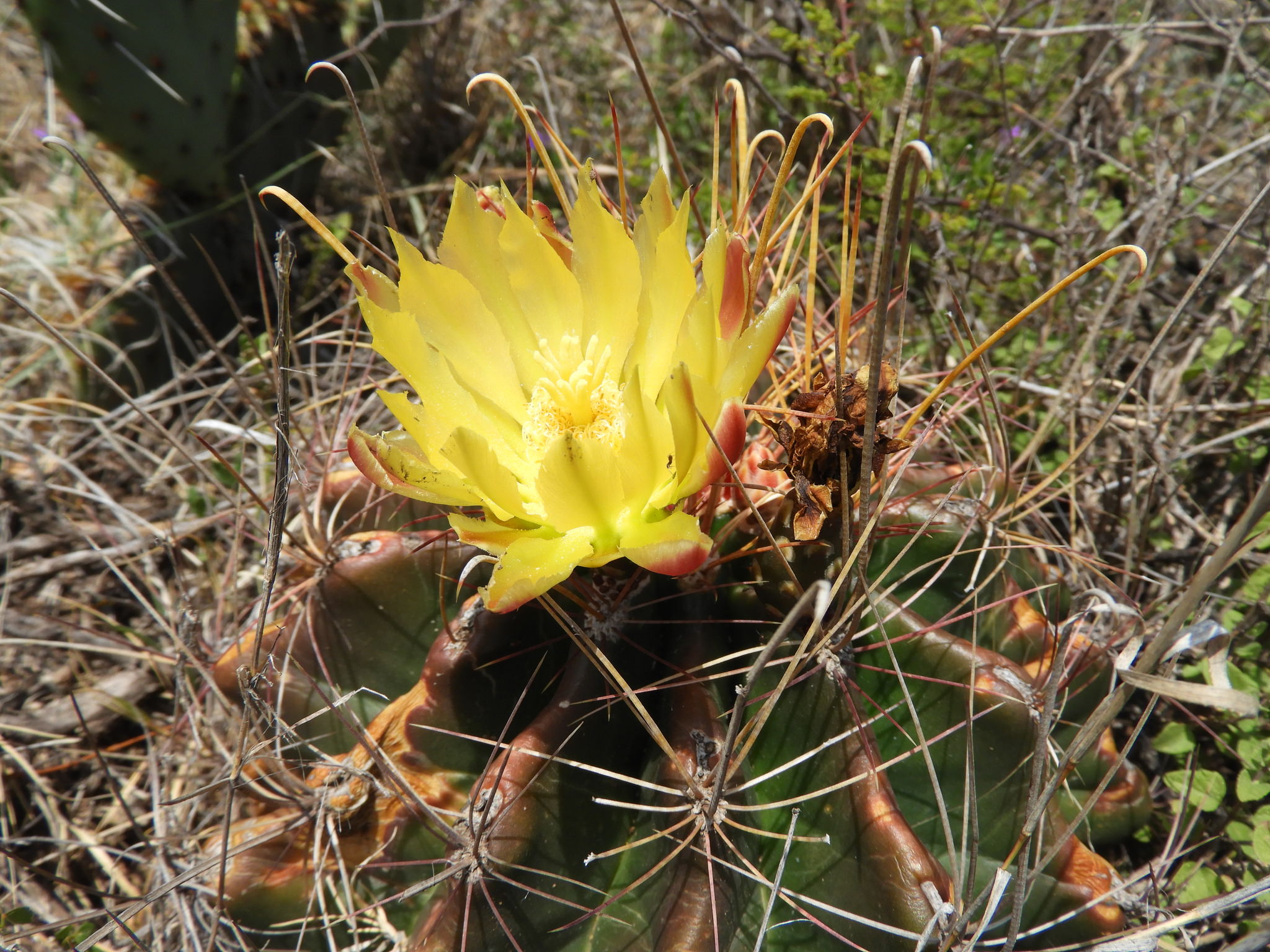 Ferocactus hamatacanthus